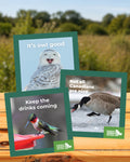 Bird magnets (3-pack)