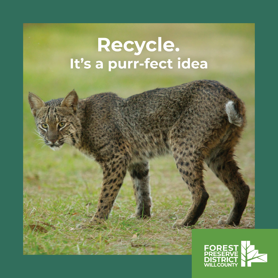 Bobcat magnet