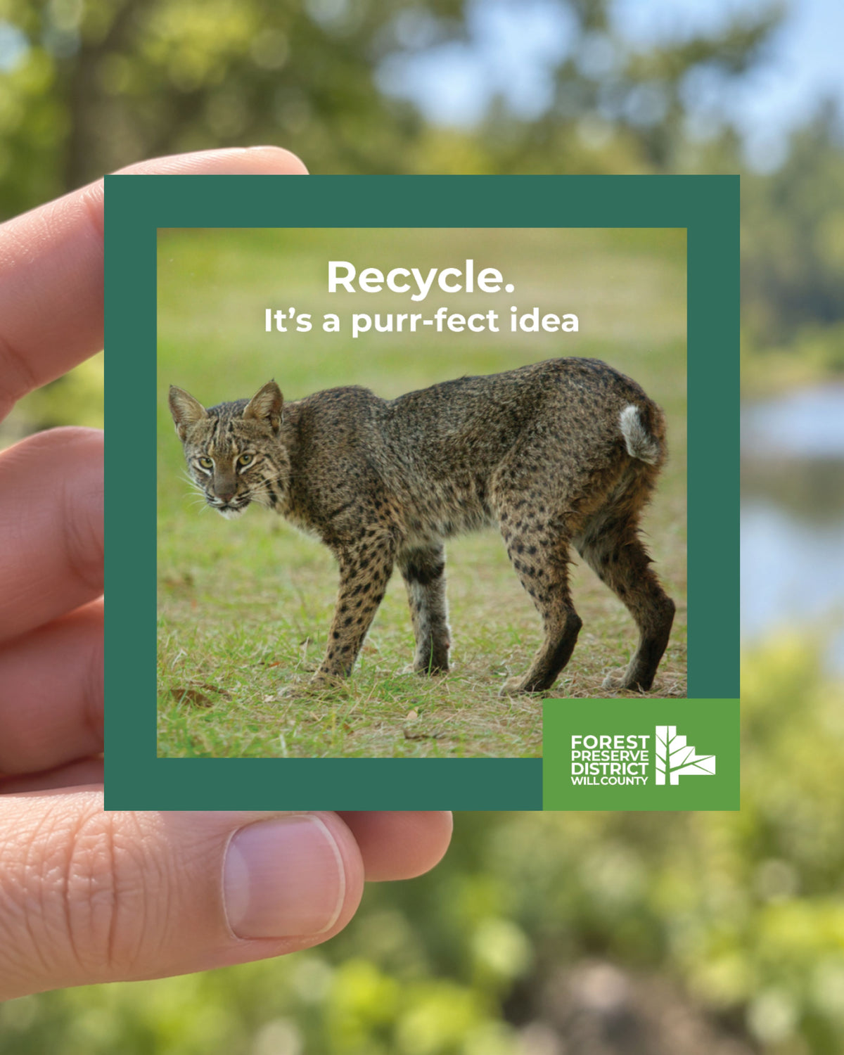 Bobcat magnet
