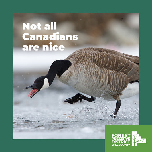 Not all Canadians are nice magnet