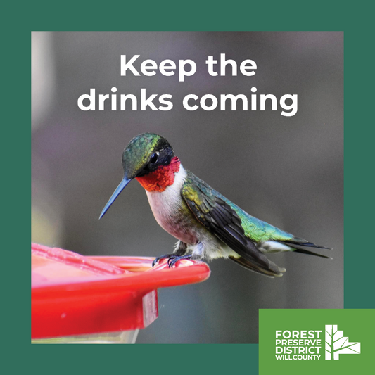 Keep the drinks coming hummingbird magnet