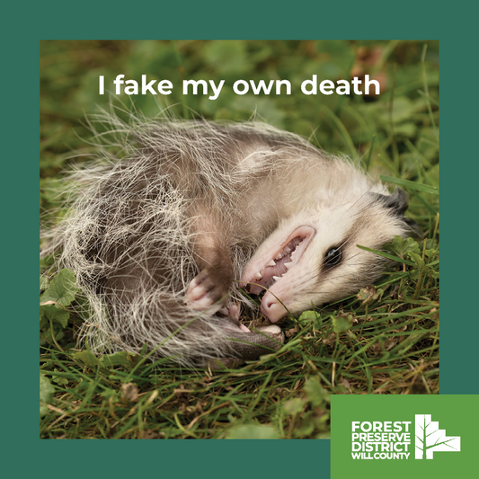 I fake my own death opossum magnet