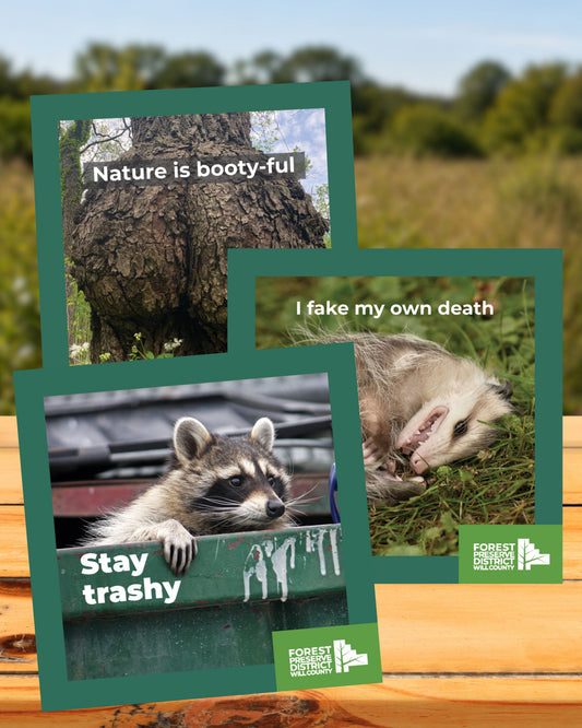 Magnets with attitude (3-pack)