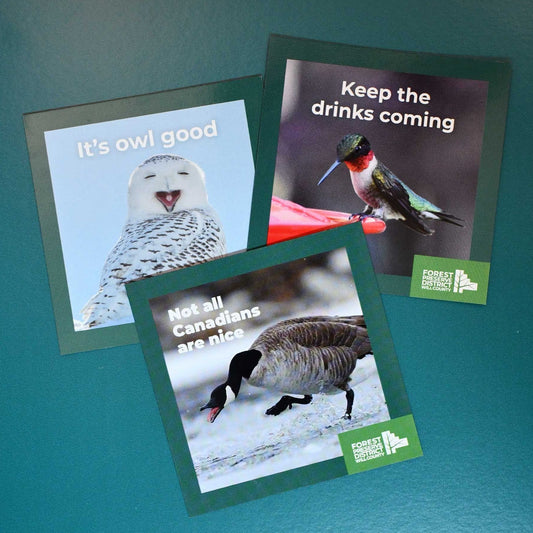 Bird magnets (3-pack)